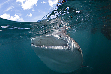 Whale Shark, Rhincodon typus, Triton Bay, West Papua, Indonesia