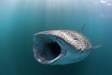 Feeding Whale Shark, Rhincodon typus, Triton Bay, West Papua, Indonesia