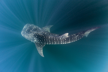 Whale Shark, Rhincodon typus, Triton Bay, West Papua, Indonesia