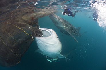 Feeding Whale Shark, Rhincodon typus, Triton Bay, West Papua, Indonesia