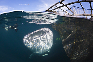 Fisherman feeds Whale Shark, Rhincodon typus, Triton Bay, West Papua, Indonesia