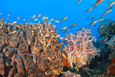 Lyretail Anthias, Pseudanthias squamipinnis, Tanimbar Islands, Moluccas, Indonesia