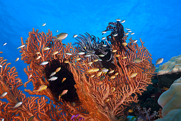 Gorgonian Fan and Coralfishes, Tanimbar Islands, Moluccas, Indonesia