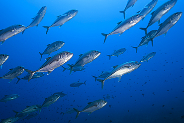 Shoal of BigeyeTrevally, Caranx sexfasciatus, Tanimbar Islands, Moluccas, Indonesia