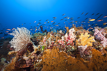 Colored Coral Reef, Tanimbar Islands, Moluccas, Indonesia