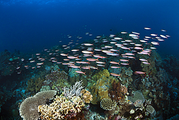 Banana Fusilier over Coral Reef, Pterocaesio pisang, Tanimbar Islands, Moluccas, Indonesia