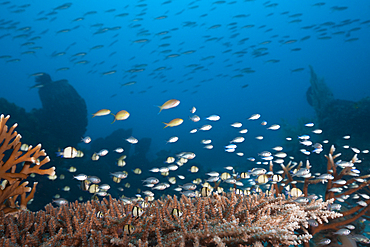 Various Coralfishes over Tabel Corals, Tanimbar Islands, Moluccas, Indonesia