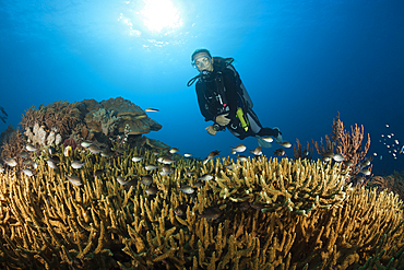 Scuba diver over coral reef, Tanimbar Islands, Moluccas, Indonesia