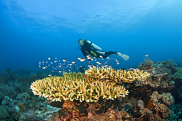 Scuba diver over coral reef, Tanimbar Islands, Moluccas, Indonesia