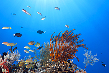 Featherstars in Current, Comaster schlegeli, Kai Islands, Moluccas, Indonesia