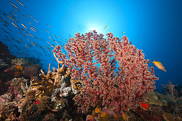 Godeffroys Soft Coral, Siphonogorgia godeffroyi, Kai Islands, Moluccas, Indonesia