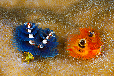 Colored Christmas Tree Worm, Spirobranchus giganteus, Kai Islands, Moluccas, Indonesia