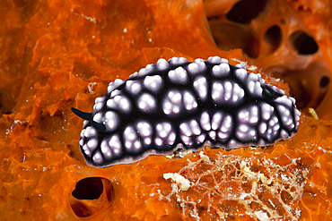 Warty Nurdibranch, Phylidiella pustulosa, Kai Islands, Moluccas, Indonesia