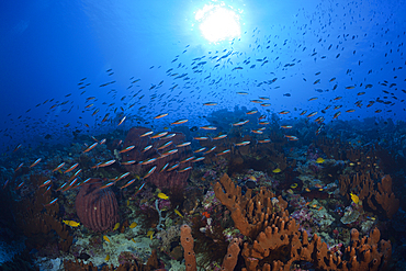 Shoal of Neon Fusilier, Pterocaesio tile, Kai Islands, Moluccas, Indonesia