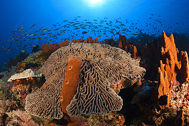 Coral Reef with Salad Coral, Pectinia lactuca, Kai Islands, Moluccas, Indonesia