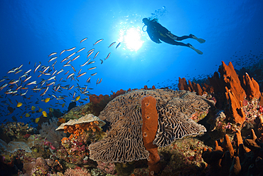 Coral Reef with Salad Coral, Pectinia lactuca, Kai Islands, Moluccas, Indonesia