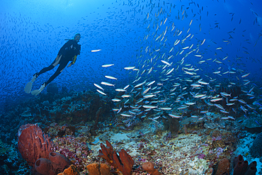 Shoal of Neon Fusilier, Pterocaesio tile, Kai Islands, Moluccas, Indonesia