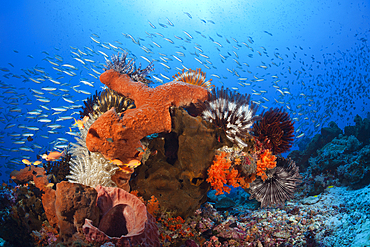 Colony of various Sponges, Kai Islands, Moluccas, Indonesia