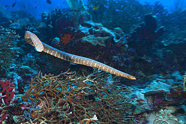 Chinese Sea Snake, Laticauda semifasciata, Kai Islands, Moluccas, Indonesia