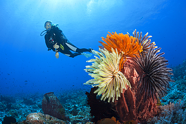 Colored Featherstars in Coral Reef, Comaster schlegeli, Kai Islands, Moluccas, Indonesia