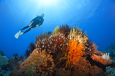 Colored Featherstars in Coral Reef, Comaster schlegeli, Kai Islands, Moluccas, Indonesia