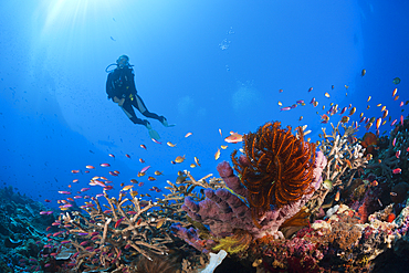 Scuba Diver over Coral Reef, Kai Islands, Moluccas, Indonesia