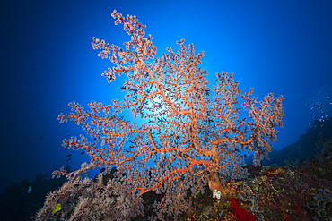 Godeffroys Soft Coral, Siphonogorgia godeffroyi, Kai Islands, Moluccas, Indonesia