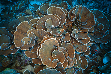 Coral Reef with Lettuce Coral, Turbinaria mesenterina, Kai Islands, Moluccas, Indonesia