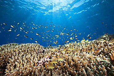 Chromis over Coral Reef, Chromis sp., Kai Islands, Moluccas, Indonesia