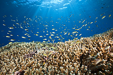 Chromis over Coral Reef, Chromis sp., Kai Islands, Moluccas, Indonesia