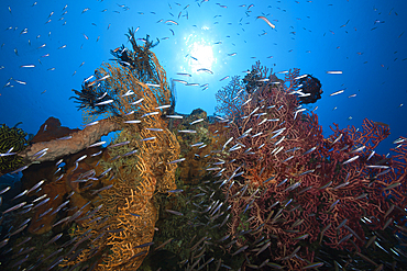 Coral Reef, Kai Islands, Moluccas, Indonesia