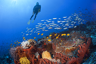 Scuba Diver over Coral Reef, Kai Islands, Moluccas, Indonesia