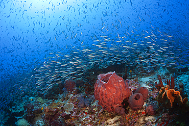 Shoal of Neon Fusilier, Pterocaesio tile, Kai Islands, Moluccas, Indonesia