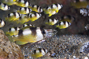 Short headed Damselfish, Amblypomacentrus breviceps, Ambon, Moluccas, Indonesia