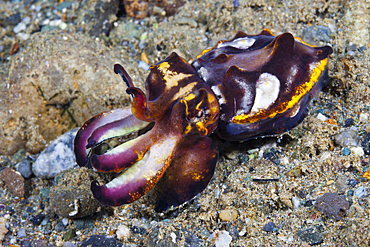 Pfeffers Flamboyant Cuttlefish, Metasepia pfefferi, Ambon, Moluccas, Indonesia