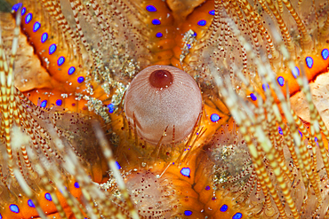 Detail of Fire Urchin, Asthenosoma varium, Ambon, Moluccas, Indonesia