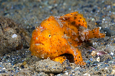 Orange Spotted Frogfish, Antennarius pictus, Ambon, Moluccas, Indonesia