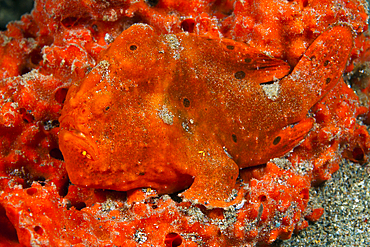 Orange Spotted Frogfish, Antennarius pictus, Ambon, Moluccas, Indonesia