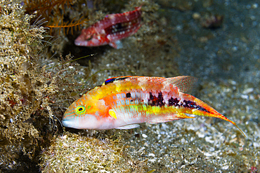 Twospot Wrasse, Cheilinus bimaculatus, Ambon, Moluccas, Indonesia