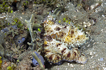 Small Octopus, Octopus sp., Ambon, Moluccas, Indonesia