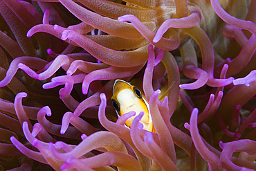 Clarks Anemonefish, Amphiprion clarkii, Ambon, Moluccas, Indonesia