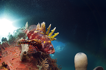 Shortfin Lionfish under a Jetty, Dendrochirus brachypterus, Ambon, Moluccas, Indonesia