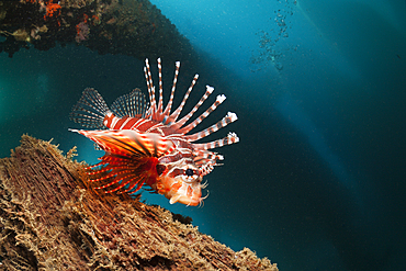 Zebra Lionfish under a Jetty, Dendrochirus zebra, Ambon, Moluccas, Indonesia