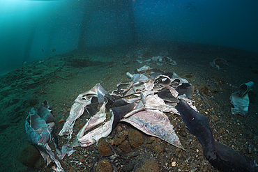 Fish Skin under a Jetty, Ambon, Moluccas, Indonesia