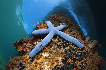 Blue Starfish under a Jetty, Linckia laevigata, Ambon, Moluccas, Indonesia