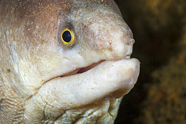 White Moray, Gymnothorax sp., Ambon, Moluccas, Indonesia