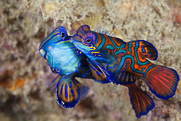 Mating Mandarinfish, Synchiropus splendidus, Ambon, Moluccas, Indonesia