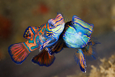 Mating Mandarinfish, Synchiropus splendidus, Ambon, Moluccas, Indonesia