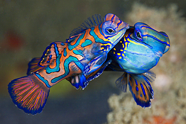 Mating Mandarinfish, Synchiropus splendidus, Ambon, Moluccas, Indonesia