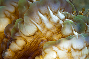 Detail of Bubble Coral, Plerogyra sinuosa, Ambon, Moluccas, Indonesia